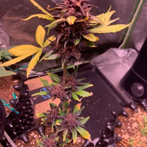 Bloody Skunk Auto growlog timeline photo