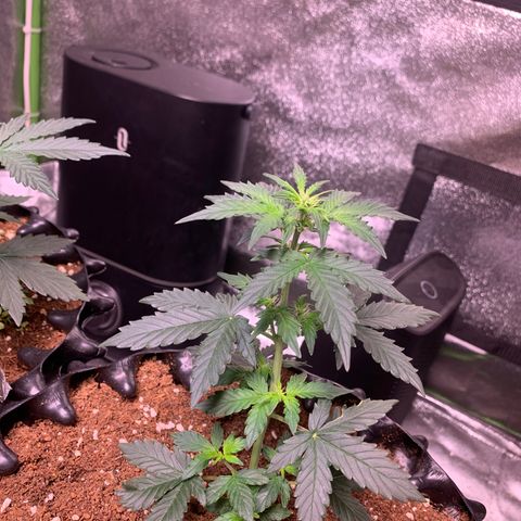 Purple Punch Auto growlog timeline photo