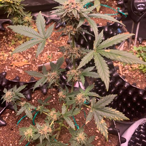 Purple Punch Auto growlog timeline photo