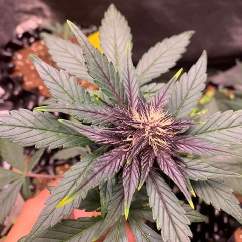 Bloody Skunk Auto growlog timeline photo
