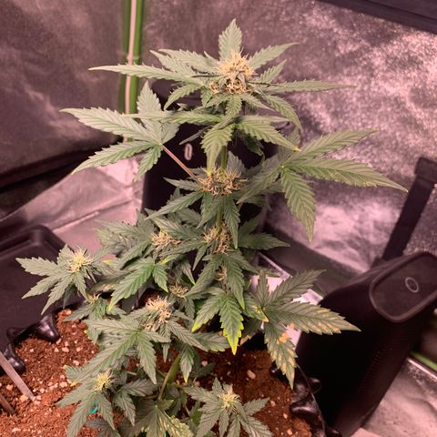 Purple Punch Auto growlog timeline photo
