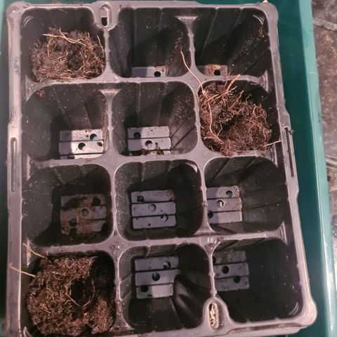 Gorilla Skittlez growlog photo: Used old compost, rinsed well