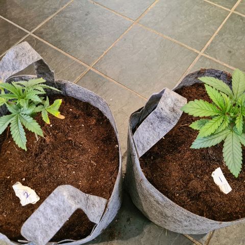 Gorilla Skittlez growlog timeline photo