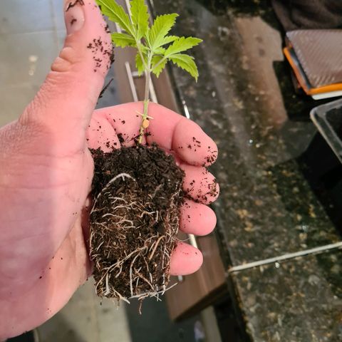 Gorilla Skittlez growlog timeline photo