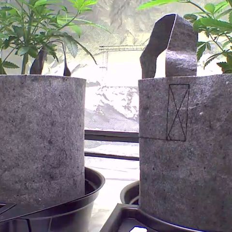 Gorilla Skittlez growlog timeline photo