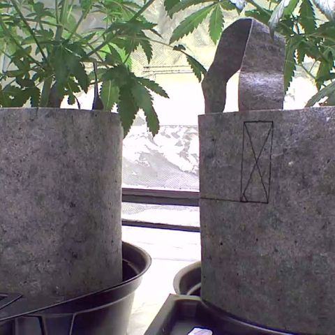 Gorilla Skittlez growlog timeline photo