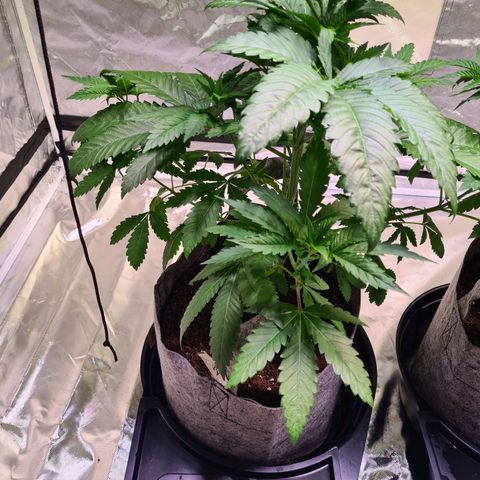 Gorilla Skittlez growlog timeline photo
