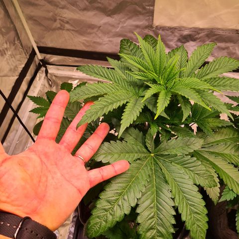 Gorilla Skittlez growlog timeline photo