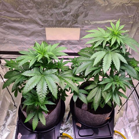 Gorilla Skittlez growlog timeline photo