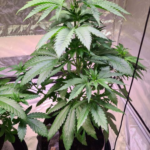 Gorilla Skittlez growlog timeline photo
