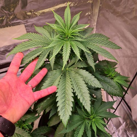 Gorilla Skittlez growlog timeline photo