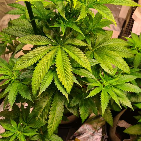 Gorilla Skittlez growlog photo: Slight yellowing of leaves noted. Keep an eye on this