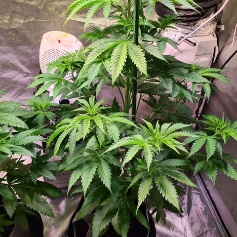 Gorilla Skittlez growlog photo: Slight yellowing of leaves noted. Keep an eye on this