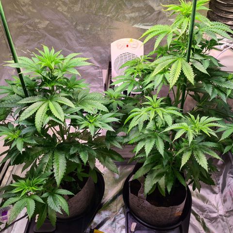 Gorilla Skittlez growlog photo: Slight yellowing of leaves noted. Keep an eye on this