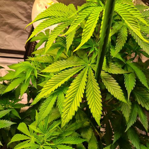 Gorilla Skittlez growlog photo: Slight yellowing of leaves noted. Keep an eye on this