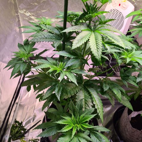 Gorilla Skittlez growlog photo: Slight yellowing of leaves noted. Keep an eye on this