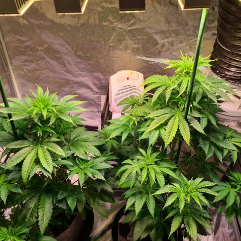 Gorilla Skittlez growlog photo: Slight yellowing of leaves noted. Keep an eye on this