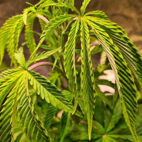 Gorilla Skittlez growlog timeline photo