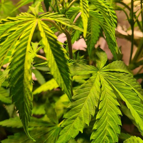 Gorilla Skittlez growlog timeline photo