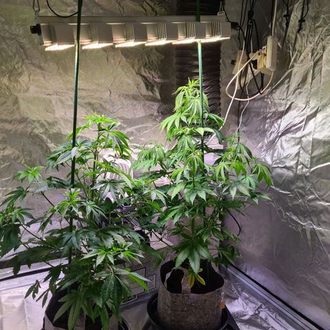 Gorilla Skittlez growlog timeline photo