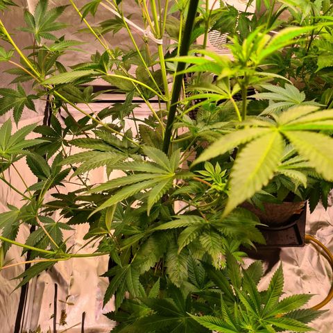 Gorilla Skittlez growlog timeline photo
