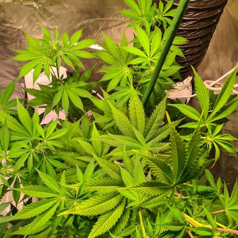 Gorilla Skittlez growlog timeline photo