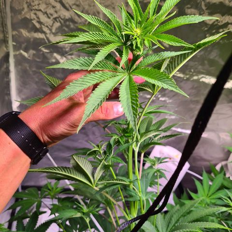 Gorilla Skittlez growlog timeline photo