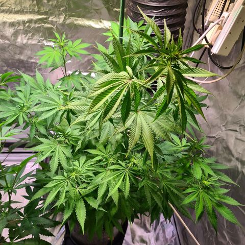 Gorilla Skittlez growlog timeline photo