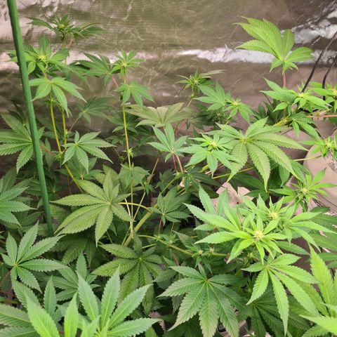 Gorilla Skittlez growlog timeline photo