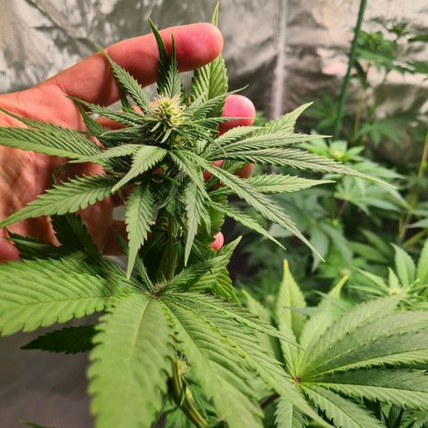Gorilla Skittlez growlog timeline photo