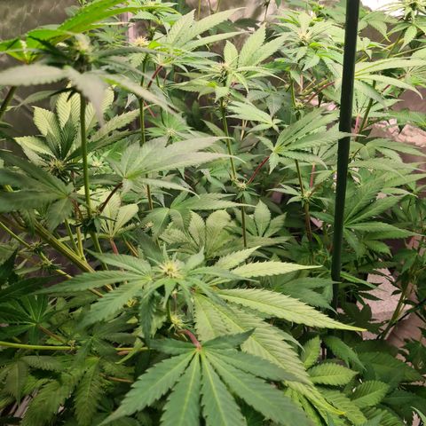 Gorilla Skittlez growlog timeline photo