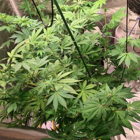 Gorilla Skittlez growlog timeline photo