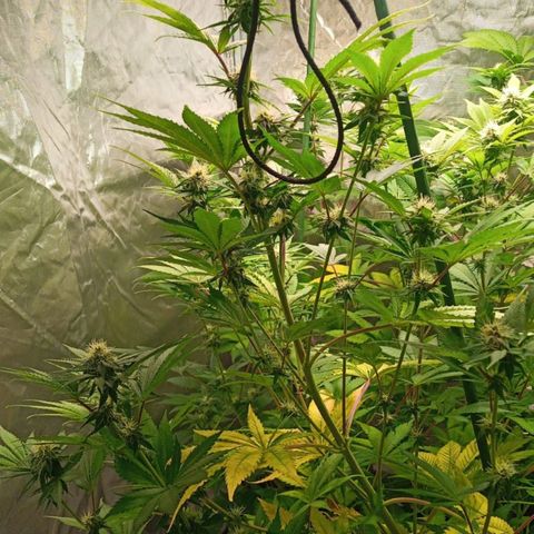 Gorilla Skittlez growlog timeline photo