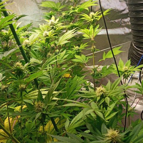 Gorilla Skittlez growlog timeline photo