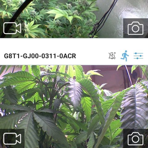 Gorilla Skittlez growlog timeline photo
