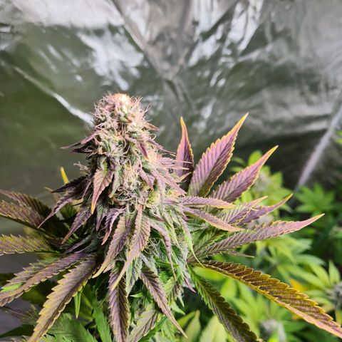 Gorilla Skittlez growlog timeline photo