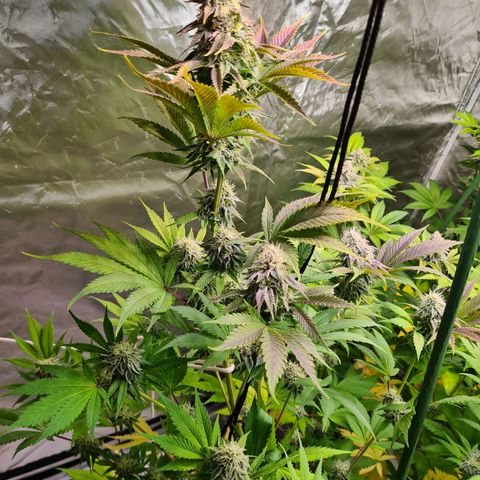 Gorilla Skittlez growlog timeline photo
