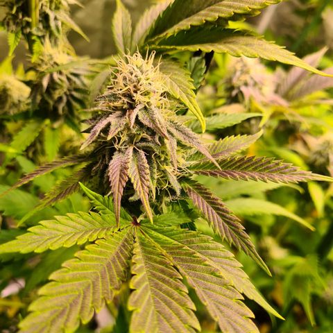 Gorilla Skittlez growlog timeline photo