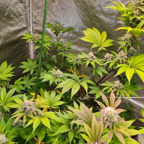 Gorilla Skittlez growlog timeline photo