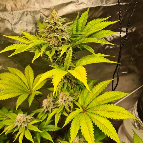 Gorilla Skittlez growlog timeline photo