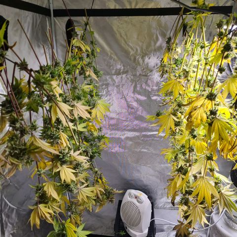 Gorilla Skittlez growlog timeline photo