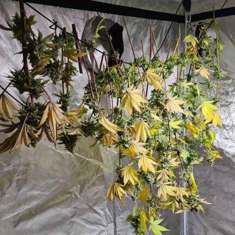 Gorilla Skittlez growlog timeline photo