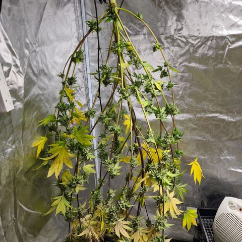 Gorilla Skittlez growlog timeline photo