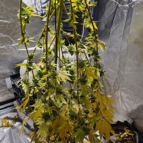 Gorilla Skittlez growlog timeline photo