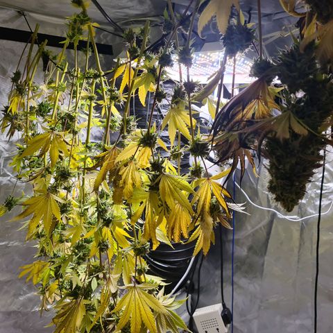 Gorilla Skittlez growlog timeline photo