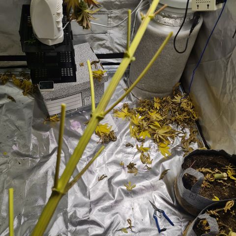 Gorilla Skittlez growlog timeline photo