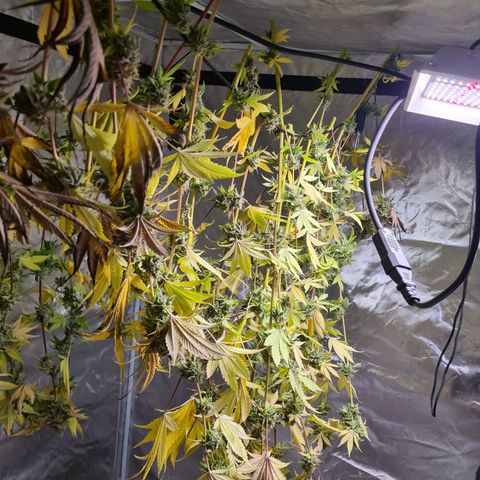 Gorilla Skittlez growlog timeline photo