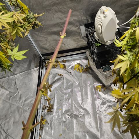Gorilla Skittlez growlog timeline photo