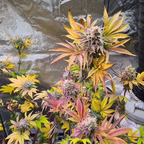 Gorilla Skittlez growlog timeline photo