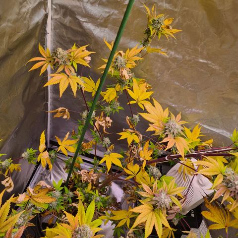 Gorilla Skittlez growlog timeline photo
